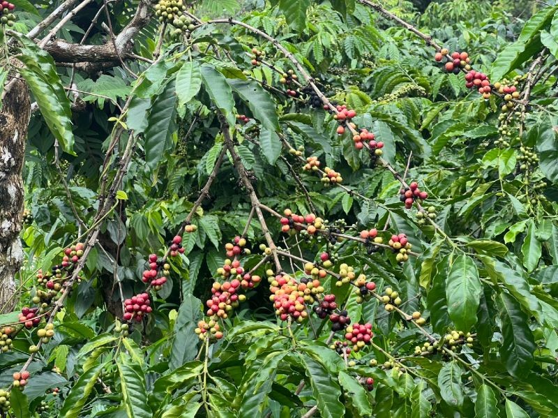 Vườn cà phê đang chuẩn bị vào mùa thu hoạch tại huyện Đắk Mil, tỉnh Đắk Nông. Ảnh: Nhung Bùi.