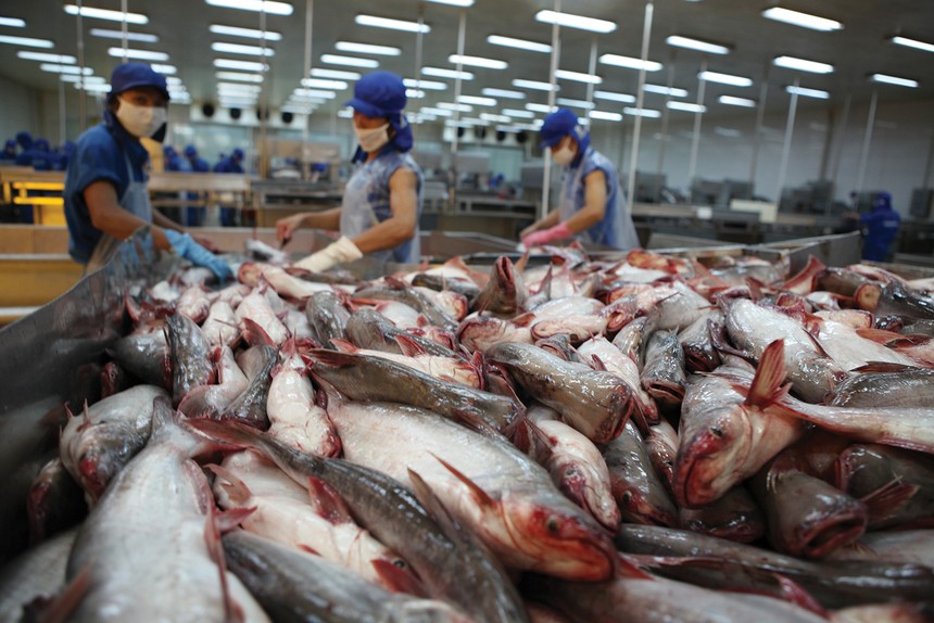 Doanh thu và lợi nhuận của các doanh nghiệp cá tra sụt giảm mạnh trong 10 tháng qua