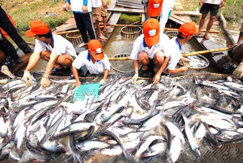 Mỹ ra phán quyết thuế mới với cá tra Việt Nam 