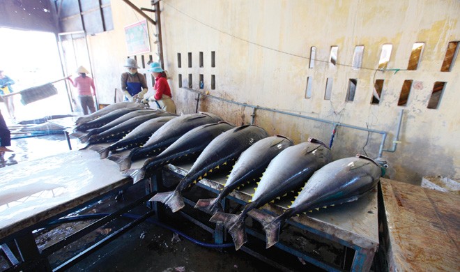 Cá ngừ là mặt hàng xuất khẩu chủ lực của Việt Nam sang Ba Lan