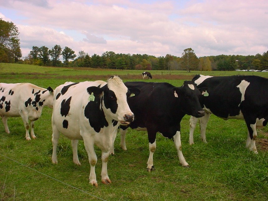 FCV khởi công xây dựng vùng chăn nuôi bò sữa bền vững