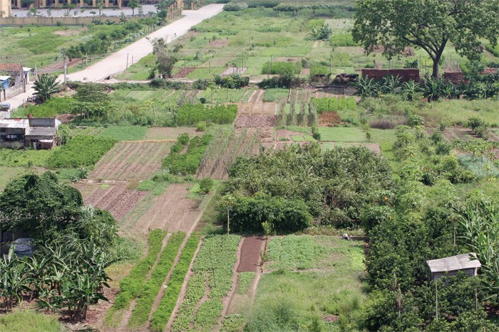 Hà Nội sẽ xử lý cá nhân trong quản lý sử dụng đất nông nghiệp