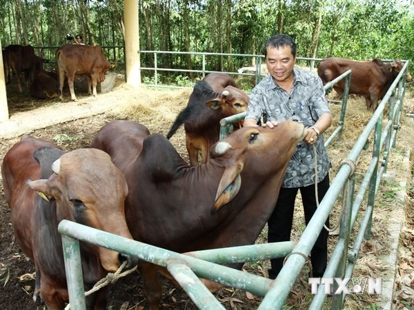 Hỗ trợ giống bò lai sind chất lượng cao cho nông dân. (Ảnh: Hồ Cầu/TTXVN)