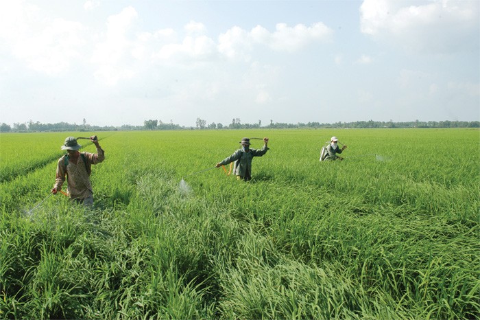 Tính đến 30/9/2014, dư nợ cho vay nông nghiệp nông thôn tại vùng đồng bằng sông Cửu Long đạt khoảng 160.000 tỷ đồng