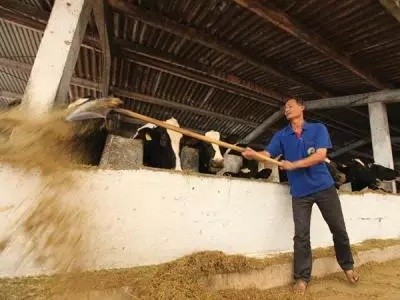 Nhiều nông dân nuôi bò đang điêu đứng vì doanh nghiệp giảm thu mua sữa tươi. Ảnh: Đức Thanh