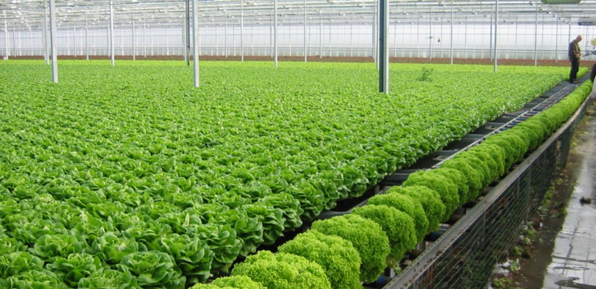 Tập đoàn Vingroup khi muốn đầu tư vào rau sạch, Bộ NN&PTNT cũng đứng ra kết nối với tỉnh Vĩnh Phúc để triển khai dự án trồng rau trị giá 700 tỷ đồng… (ảnh: internet)