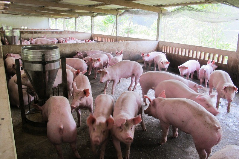 Bộ Nông nghiệp và Phát triển nông thôn đang kiến nghị xử lý hình sự hành vi sử dụng chất cấm trong chăn nuôi để bảo vệ người tiêu dùng