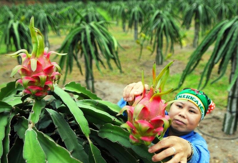 Nông sản của Việt Nam đang chiếm lĩnh các thị trường lớn như Mỹ, Nhật Bản, EU