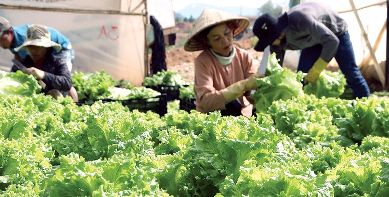 Thu hoạch rau tiêu chuẩn VietGAP tại nông hộ liên kết với Anh Dao Co-op
