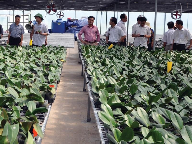 Dự án trồng hoa ly công nghệ cao tại huyện Hoành Bồ (Quảng Ninh). Ảnh: N.N