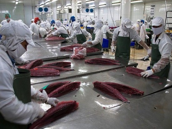 EU cảnh báo về cá chết, Vasep khẳng định hải sản xuất khẩu đảm bảo chất lượng