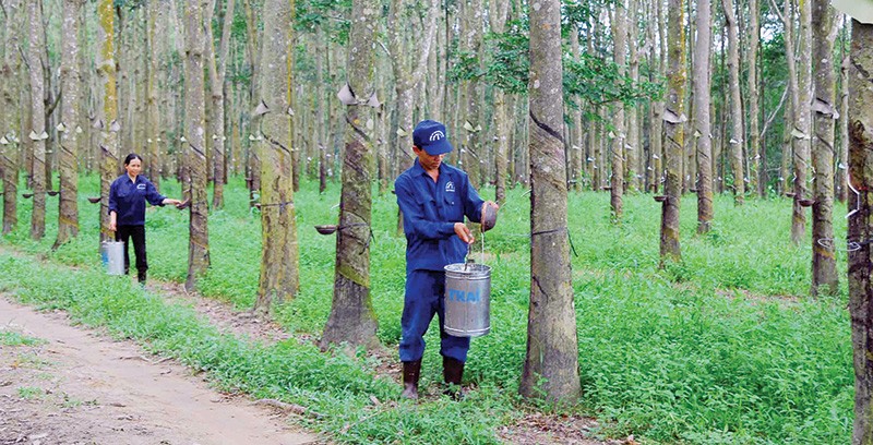 Tại Campuchia, VRG đã đưa vào khai thác ban đầu 367 héc-ta cao su và chuẩn bị khai thác đại trà trên các vùng dự án