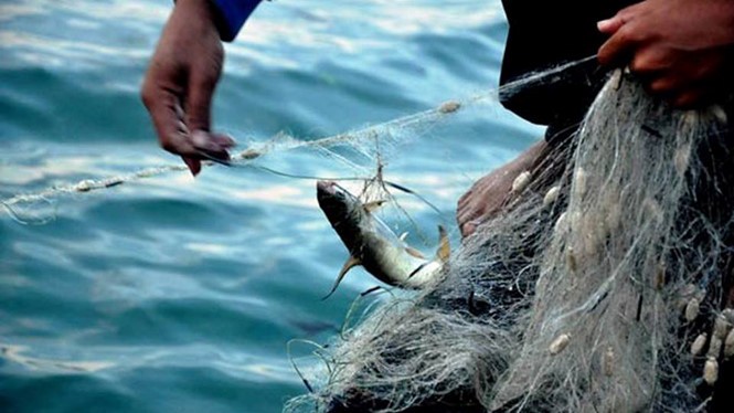 Bộ Y tế: Tất cả các loại cá tầng nổi, hải sản nuôi tại 4 tỉnh miền Trung đều đã an toàn