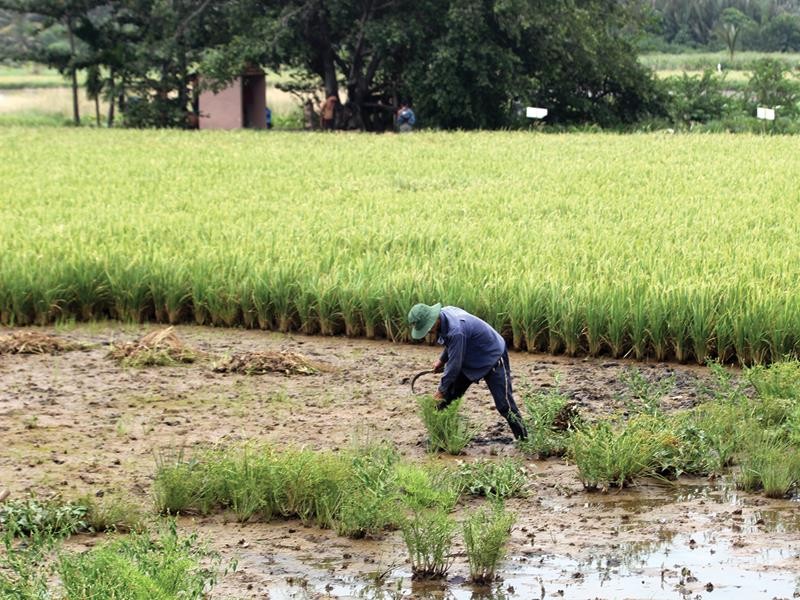 Sau 20 năm quy hoạch, người dân sống tại bán đảo Thanh Đa vẫn chỉ trồng lúa để sống. Ảnh: Gia Huy