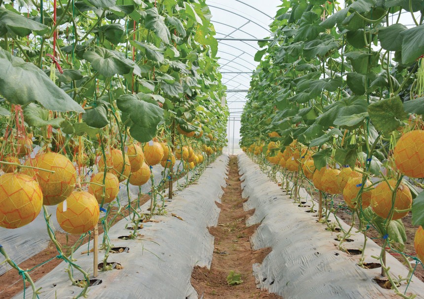 DAA thúc đẩy phát triển nông nghiệp công nghệ cao