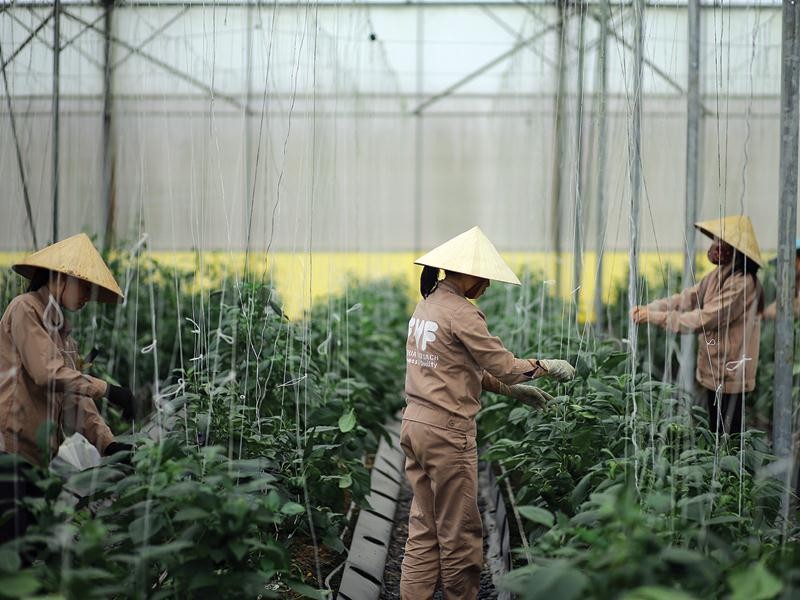 Công nghệ cao: Điểm tựa cho nông nghiệp Quảng Nam 
