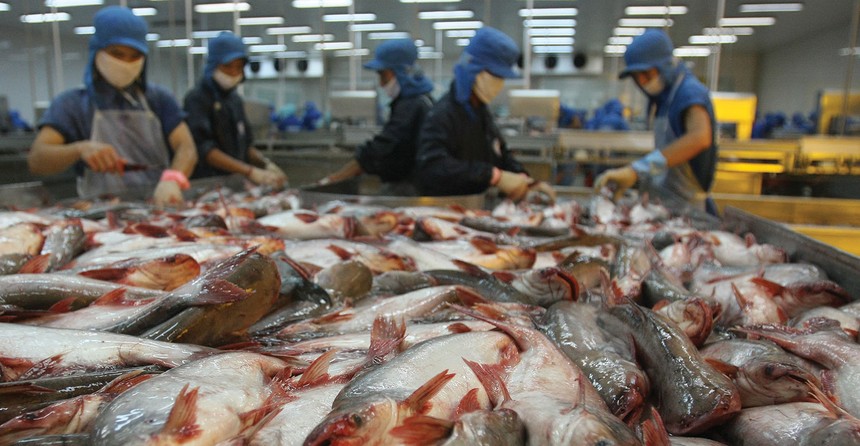 2016 là năm đầy gian khó của các doanh nghiệp xuất khẩu cá tra Việt Nam
