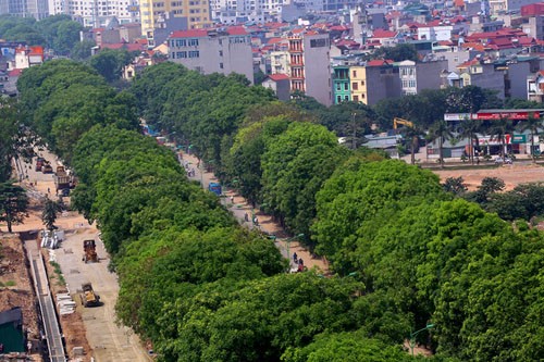 Thành phố Hà Nội có trên 4.000 cây xà cừ già cỗi. Ảnh: Bá Đô.