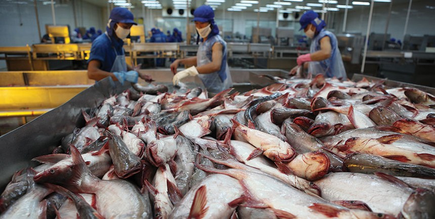 Giá nguyên liệu đầu vào tăng cao là một trong những lý do khiến lĩnh vực chế biến, xuất khẩu cá tra gặp nhiều khó khăn trong năm 2017 

