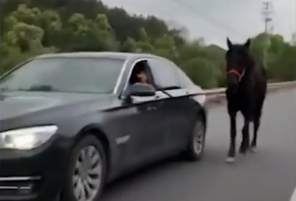Tài xế Trung Quốc lái BMW dắt ngựa đi dạo