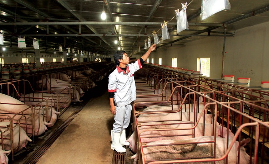 Dự báo, đến năm 2027, sản lượng thịt lợn trong các trang trại chiếm tỷ trọng trên 70%