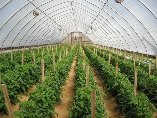 Mô hình trồng rau nhà kính đang được triển khai nhiều nơi