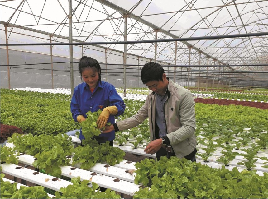 Thời gian qua, thành phố Đà Nẵng đã phê duyệt quy hoạch 7 vùng sản xuất nông nghiệp ứng dụng công nghệ cao, tập trung vào sản xuất rau an toàn, chăn nuôi gia súc gia cầm, sản xuất nấm thương phẩm và dược liệu, diện tích 500 ha.