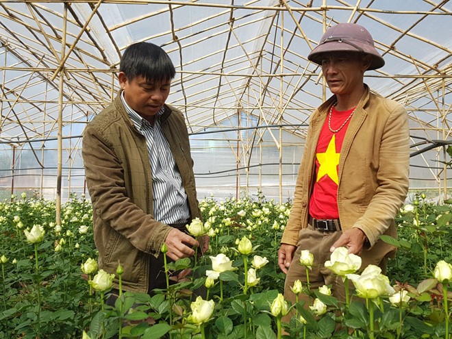 Ông Nguyễn Xuân Quả (phải) bên vườn hoa hồng
LÂM VIÊN