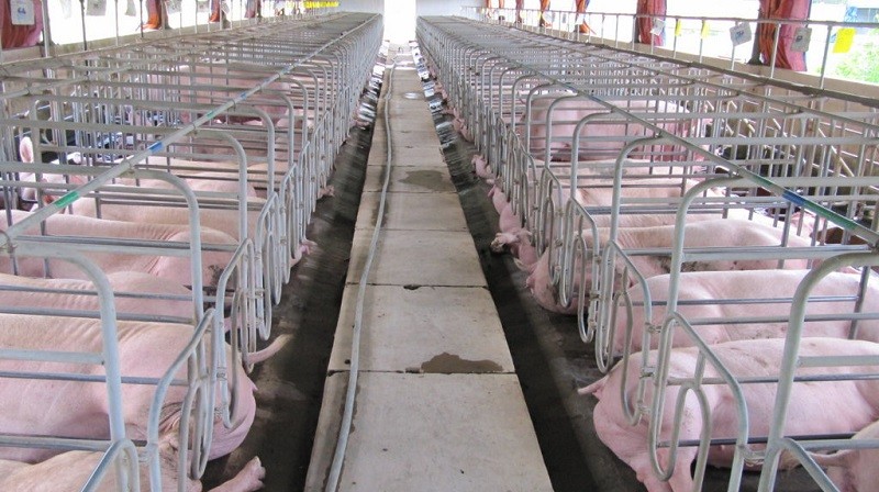 Doanh nghiệp ngành chăn nuôi chịu tác động từ dịch bệnh