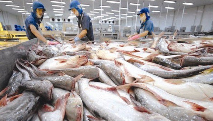Doanh nghiệp cá tra ra sức đầu tư vào vùng nuôi