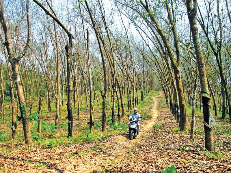 Những cánh rừng cao su tại tỉnh Quảng Nam đang dần trở nên trơ trọi và hiu hắt.