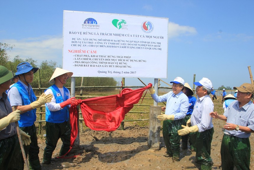 Tổ chức Hàn Quốc hỗ trợ trồng rừng ngập mặn tại xã Triệu Phước (Triệu Phong, Quảng Trị).