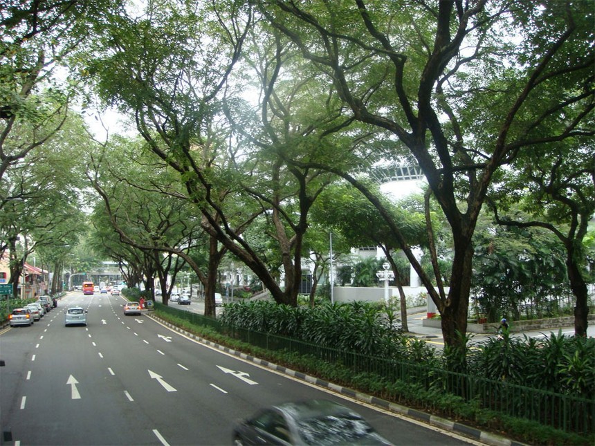 Công ty công viên cảnh quan Singapore sẽ hỗ trợ công tác chăm sóc cây ở công viên và trên đường phố để xây dựng Hà Nội bền vững và đáng sống