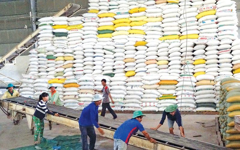 Gạo Việt Nam xuất khẩu đang trong tình trạng “bán nhiều, nhưng thu tiền ít”.