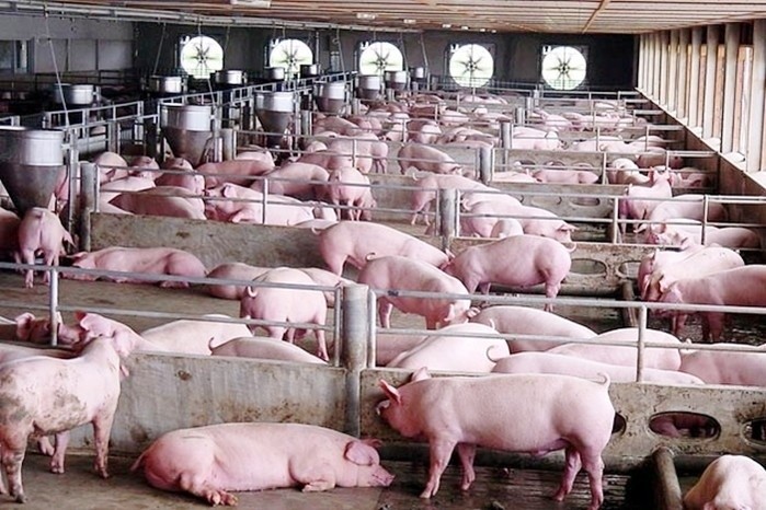 Dự báo nguồn cung thịt lợn các tháng cuối năm thiếu khoảng 200.000, tương đương mỗi tháng sẽ thiếu 70.000 (tính cho 3 tháng gần Tết là tháng 11, 12, và tháng 1).