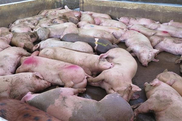 Thành phố Hà Nội yêu cầu không bán chạy gia súc bệnh, không thả rông gia súc đang xảy ra dịch bệnh, không vứt xác gia súc chết ra ngoài môi trường