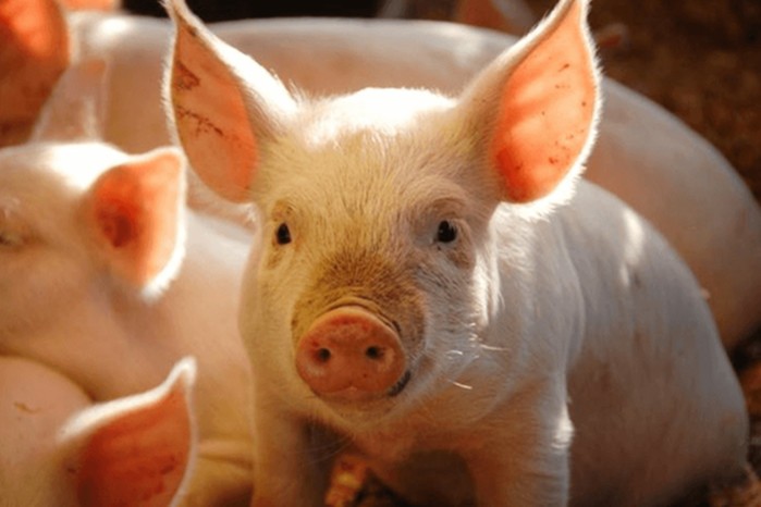 Bộ Nông nghiệp và Phát triển nông thôn đồng ý đề xuất của Cục Thú y về việc nhập khẩu lợn sống từ Thái Lan vào Việt Nam để nuôi/giết mổ làm thực phẩm kể từ ngày 12/6/2020. 