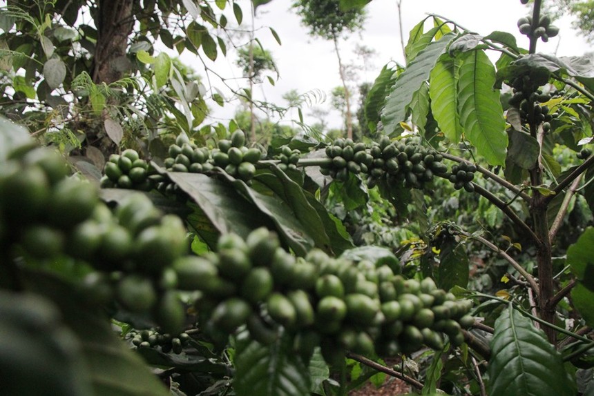 Cà phê Việt cần tăng cường chất lượng để đáp ứng yêu cầu của người tiêu dùng EU. Ảnh: L.S