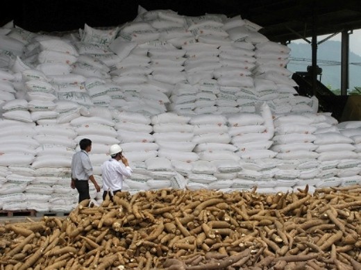 Thành Vũ Tây Ninh là một trong những doanh nghiệp hàng đầu trong lĩnh vực chế biến tinh bột sắn (ảnh minh họa)