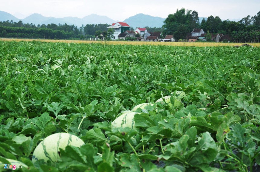 DPM hỗ trợ nông dân trồng dưa hấu ở Quảng Ngãi tái sản xuất 