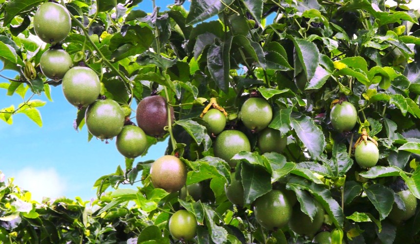 Bầu Đức “âm thầm” trồng trái cây, “hái” 70% lợi nhuận của mảng nông nghiệp