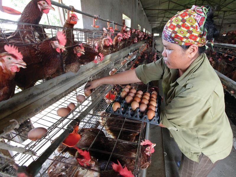 Giá trứng gà ở Việt Nam chênh lệch không nhiều so với các nước trong khu vực. Ảnh: Đức Thanh