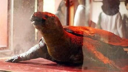 Cụ rùa Hồ Gươm sẽ được bảo quản theo phương pháp nhựa hóa.