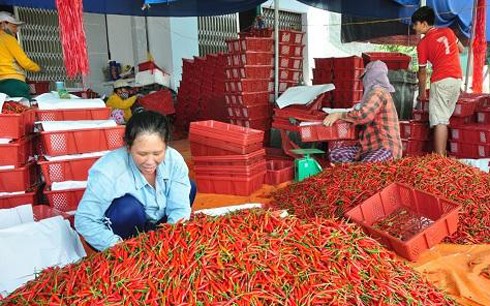 Giá ớt ở Quảng Ngãi đã tăng lên mức kỷ lục 40.000 đồng/kg.