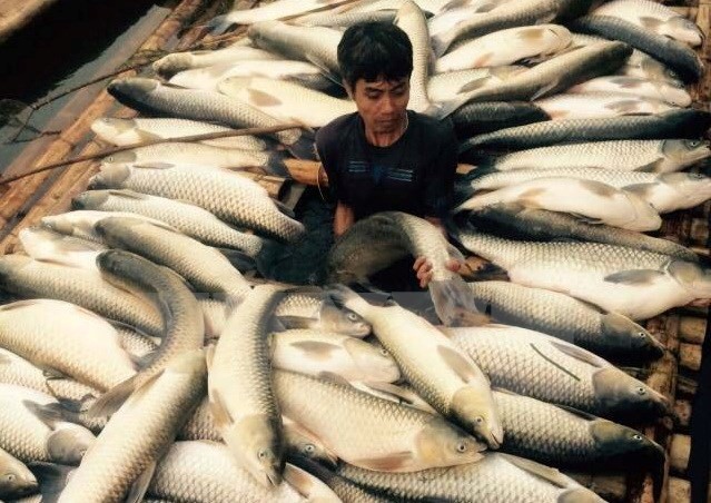 Cá chết hàng loạt tại một hộ nuôi cá lồng trên sông Bưởi. (Ảnh: Trịnh Duy Hưng/TTXVN)