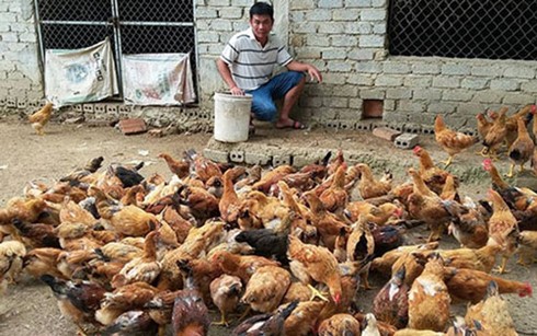 Anh Nguyễn Hữu Công, xóm 3, Nghi Kiều, Nghi Lộc đã mạnh dạn đầu tư chăn nuôi gà thịt “chạy bộ” từ giống gà ta