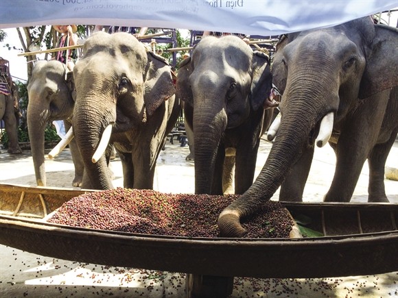 Cà phê voi trở thành đặc sản do chế biến phức tạp và đòi hỏi phải có bầy voi lớn - Ảnh: vove.com.vn