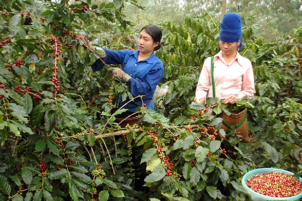 Tổng diện tích cà phê cần thay thế và chuyển đổi trong 5 năm tới khoảng 140.000 – 160.000 ha, chiếm 25% tổng diện tích trên toàn quốc trong đó có khoảng 120.000 ha cà phê cần tái canh gấp tại khu vực Tây Nguyên