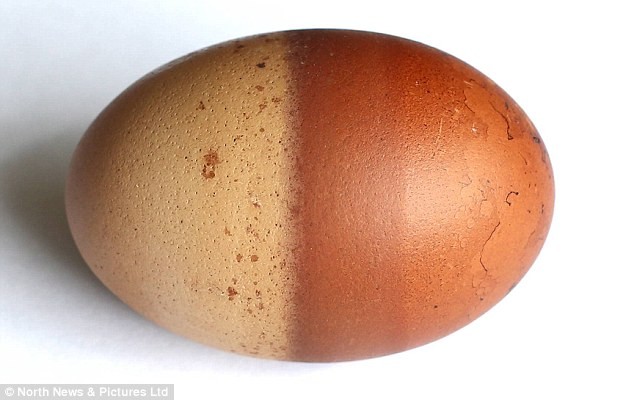 Quả trứng gà hai màu độc nhất vô nhị ở Anh