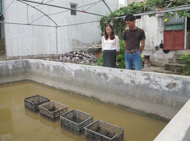 Mô hình nuôi trai nước ngọt lấy ngọc được thực hiện tại Ninh Bình từ năm 2013